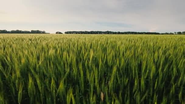 Spaziergang entlang eines malerischen Feldes aus gelbem Weizen bei Sonnenuntergang — Stockvideo