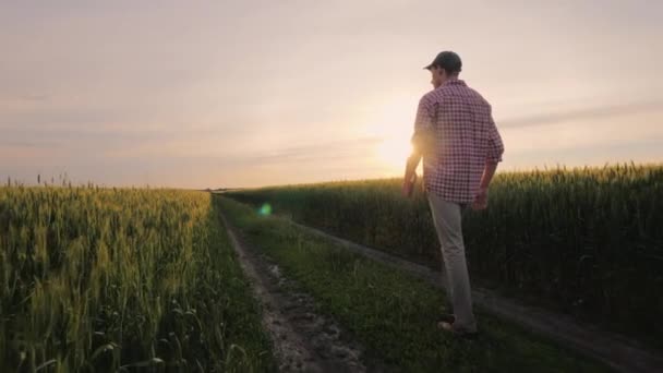 Purposeful male farmer goes on the road between the fields of wheat at sunset. People in agribusiness concept — Stock Video