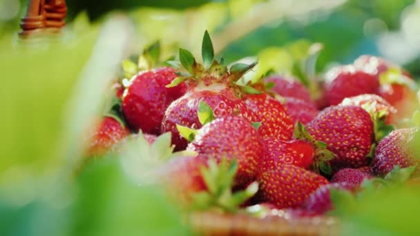 Un granjero cosechando fresas, pone las bayas en la canasta — Vídeos de Stock