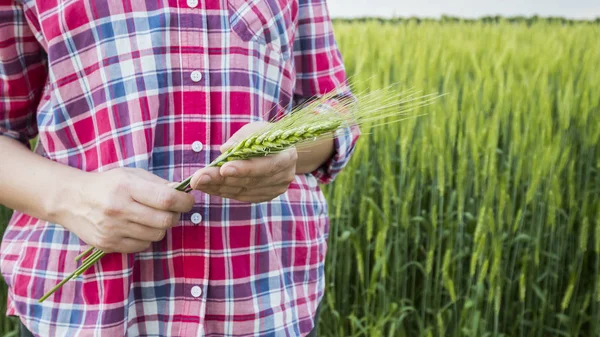 Een boer houdt een spikelet van tarwe. Zonder herkenbare gezichten — Stockfoto