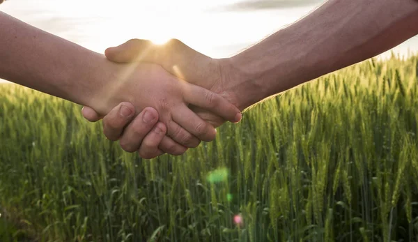 太陽のまぶしさで小麦畑の背景に2人の農夫を握手 — ストック写真