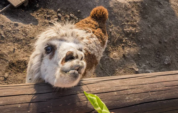 Zabawny Alpaca patrzy z ogrodzenia, czekając na posiłek. Widok z góry — Zdjęcie stockowe