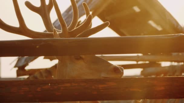 Een hert met mooie hoorns kijkt uit het hek in de stralen van de ondergaande zon — Stockvideo