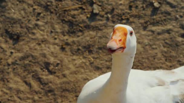 Farmer gives a treat to a big white goose on a farm, top view — Stock Video