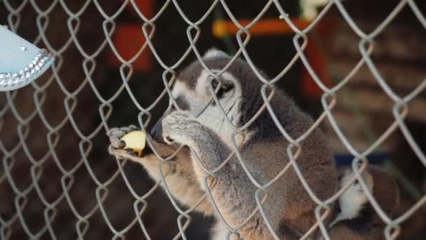 O femelă lemur cu un pui pe spate ia un tratament prin plasă — Videoclip de stoc
