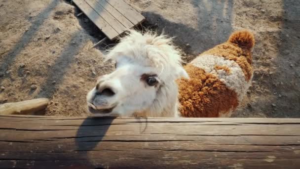 The funny alpaca looks out of the fence, waiting for a meal. Top view — Stock Video