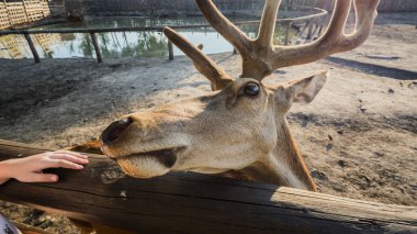 Bir geyiğin başı bir tedavi beklentisiyle bir çitin arkasından dışarı bakar.