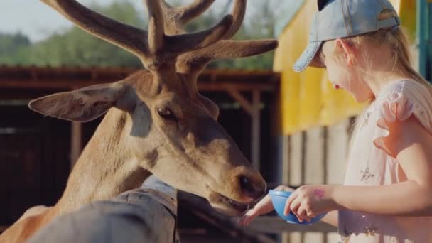 Een kind voedt een schattig hert bij het hek — Stockvideo