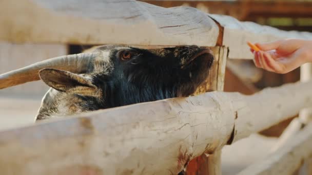 Dziecko daje traktować cool Black Goat, który przykleja głowę przez pęknięcie ogrodzenia. Życie na farmie — Wideo stockowe