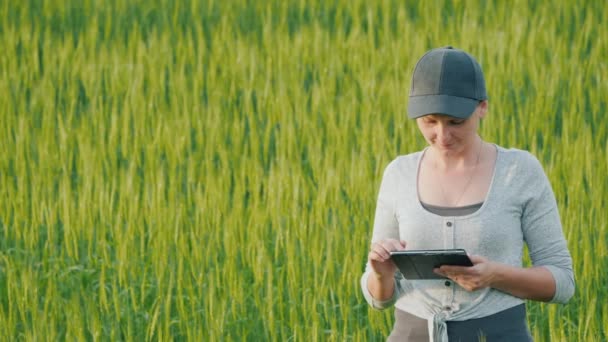 Elinde tablet olan kadın çiftçi yeşil buğday tarlasında duruyor. — Stok video