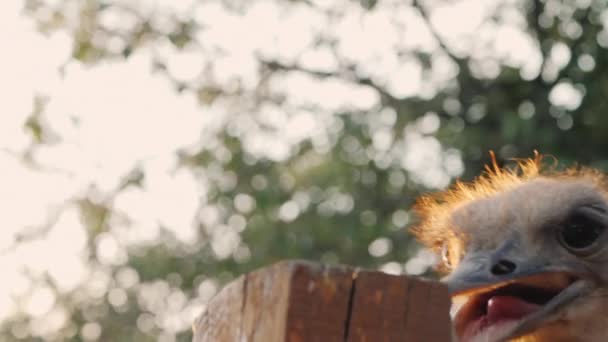 Grappige Afrikaanse struisvogel Pecks op een hek — Stockvideo