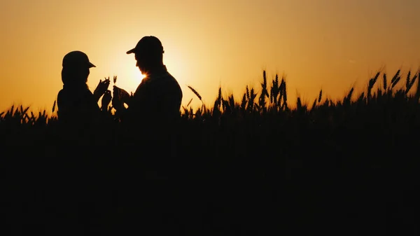 Silhuetas de dois agricultores em um campo de trigo olhando para espigas de milho — Fotografia de Stock