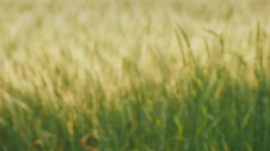 Bir grup enerjik genç çiftçi ellerini bulanık buğdayın arka planında bir araya getirdiler. Tarım sektöründe başarı