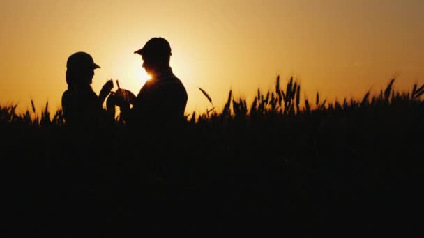 Silhouette di due agricoltori in un campo di grano guardando spighe di grano — Video Stock