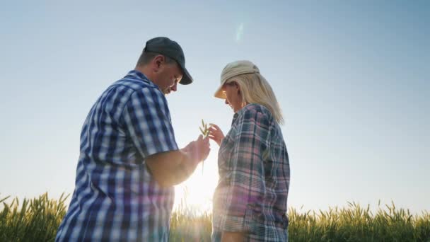 Два фермера изучают колосья пшеницы на поле — стоковое видео