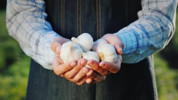 Ein Bauer hält mehrere Knoblauchköpfe in der Hand. natürliche Gewürze — Stockvideo