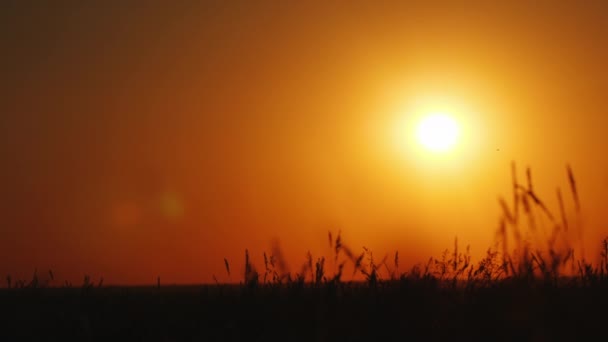 A nő és a lánya fuss hanyagul át a réten naplementekor. Léggömbök és egy mackó, tartsa kezében — Stock videók