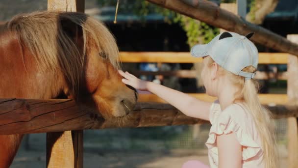 Chica golpes un lindo pony que mira hacia fuera desde detrás de la valla — Vídeo de stock