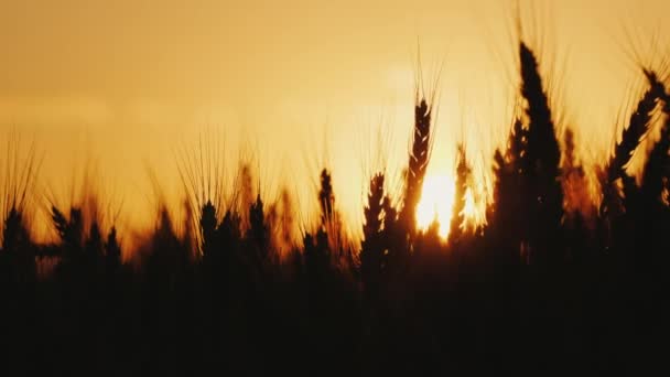 Silueta de espigas de trigo maduras contra el cielo anaranjado al atardecer — Vídeos de Stock