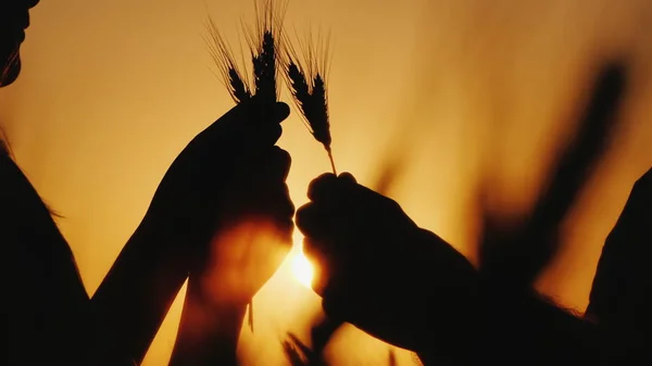 Mãos de dois agricultores segurar espigas de trigo, estudar o grão no campo — Fotografia de Stock