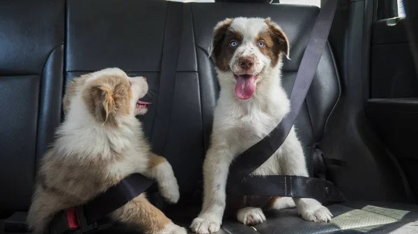 Пара забавных щенков путешествуют в машине, пристёгнутые ремнями безопасности. Собаки — стоковое фото