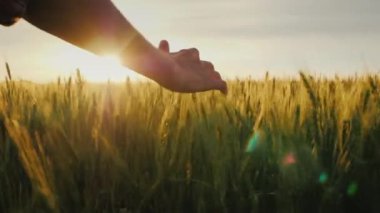Çiftçiler el batımında alanda buğday kulakları vuruş