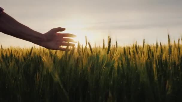 The hand of a male farmer in the sunshine over a field of wheat. A farmer walks along his field — Stock Video