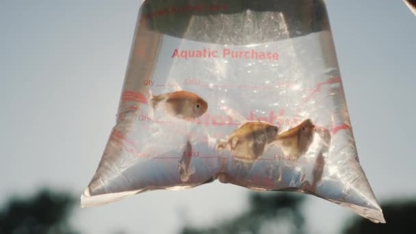 Flera akvariefiskar i paketet för leverans av levande fisk — Stockvideo
