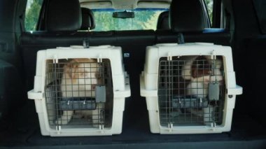 Arabanın bagajında hayvan taşımak için iki kafes. İçinde iki köpek yavrusu var. Canlı hayvan taşımacılığı