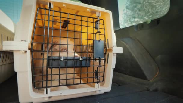 Kooi met een puppy rijdt in de kofferbak van de auto. Transport en levering van levende dieren — Stockvideo
