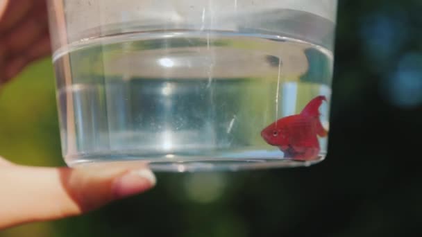 Ein roter Aquarienfisch schwimmt in einem Transportbehälter — Stockvideo