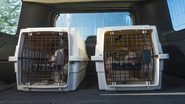 İki yavru bir arabanın bagajında kafeslere binmek. Canlı Evcil hayvanların teslimi