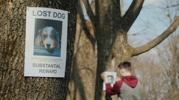 Листовка о пропавшей собаке, на заднем плане человек клеит плакаты. Пропавшие домашние животные и концепция отслеживания животных — стоковое видео