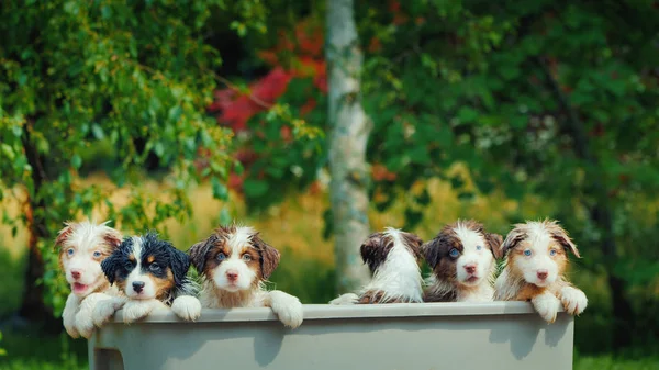 Ritratto di gruppo di cuccioli bagnati carino — Foto Stock