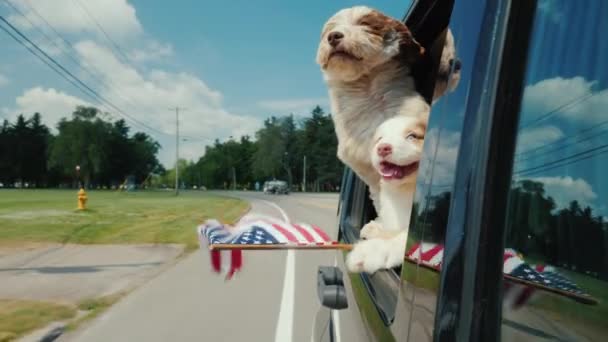 Пара смешных собак с флагом США смотрят в окно движущегося автомобиля — стоковое видео