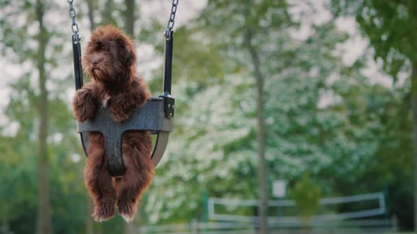 Весела собака катається на гойдалках для дітей на дитячому майданчику — стокове відео