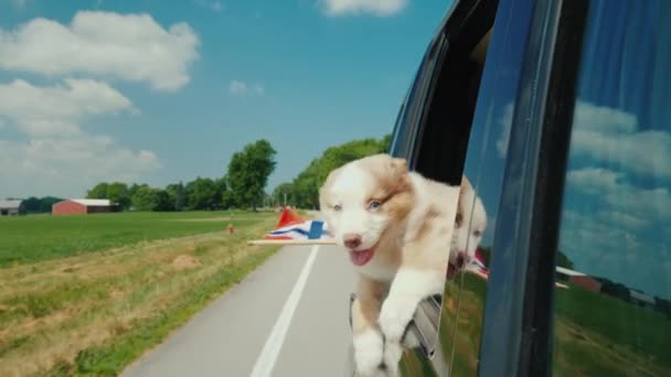 El perro mira por la ventana del coche, en las patas de su bandera de Noruega. Viaje a los países de Escandinavia — Vídeos de Stock