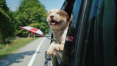 Kanada bayrağı olan bir köpek arabanın camından dışarı bakıyor. Road Trip Kanada