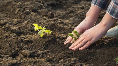 Çiftçinin üst görünümü dikkatle çilek fideleri bitkiler, yakın çekim