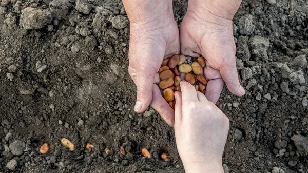 Dalle mani di un agricoltore anziano, il bambino prende il grano e lo pianta nel terreno. Lavorare insieme, una generazione di agricoltori — Foto Stock