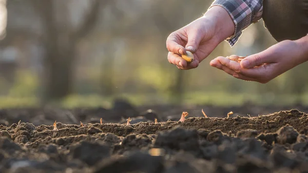 Un contadino pianta un bulbo di cipolla nel terreno. Vista laterale — Foto Stock