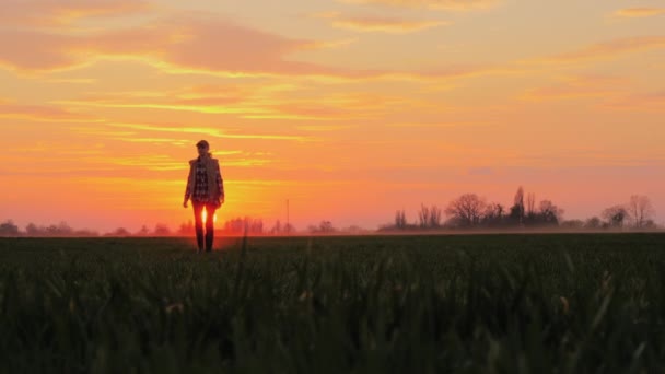 En ung bonde går framåt över ett fält av grönt vete mot bakgrund av en rosa himmel och solnedgången — Stockvideo