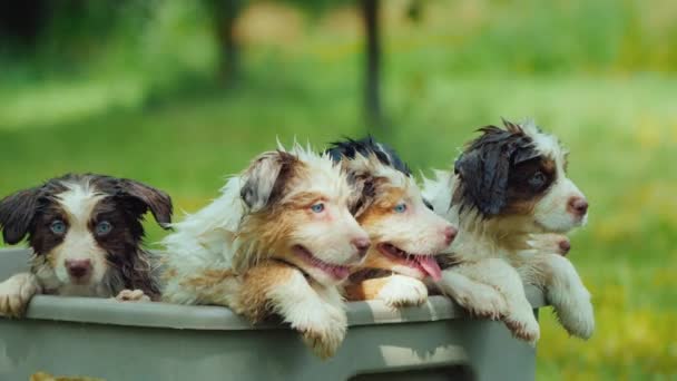 Groep van grappige natte pups gluren uit een mand — Stockvideo