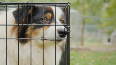 Üzücü bir Avustralya çoban köpeği portresi. Kafeste oturan ve özlüyor