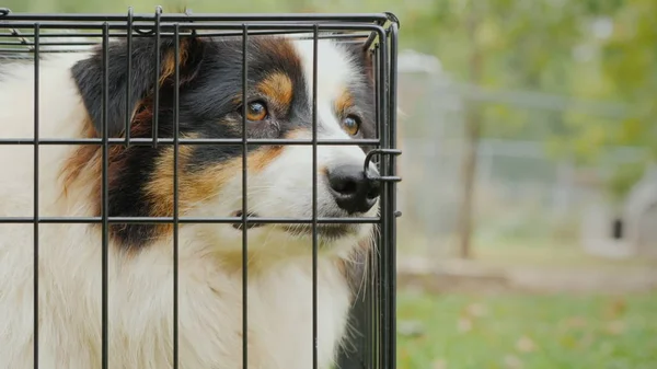 Portrait of a sad Australian Shepherd. Sits in a cage and misses — Stock Photo, Image
