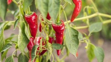 Kırmızı biber bahçede olgunlaşır.