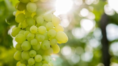 Güneş asma üzerinde yeşil üzüm bir demet aydınlatır