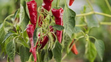 Iştah açıcı kırmızı acı biber bahçede yetişir