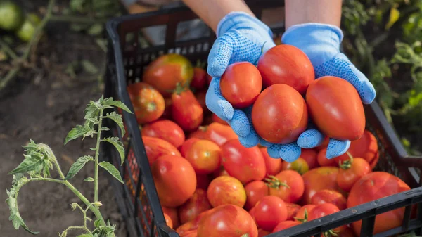 Верхний вид фермеров руки держат несколько спелых помидоров в саду. Сбор овощей — стоковое фото