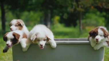 Komik köpek yavruları sepetten kaçar. Motivasyon ve kararlılık kavramı